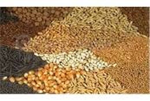 تأمین ده هزار تُن بذر غلات در خراسان شمالی