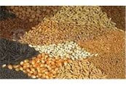 تأمین ده هزار تُن بذر غلات در خراسان شمالی