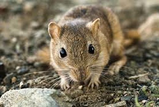 طرح مبارزه با آفت موش صحرایی در روستای خورزان دامغان اجرا شد