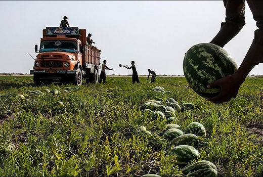 ممنوعیت واردات محصولات جالیزی به عراق لغو شد
