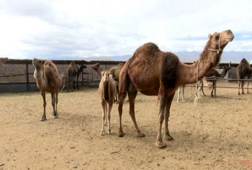 در شهرستان ریگان 6000 نفر شتر وجود دارد