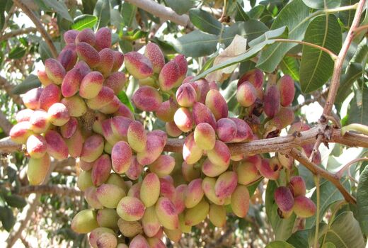 جلسه نرخ ضبط و فراوری پسته در شهرستان شهر بابک برگزار گردید