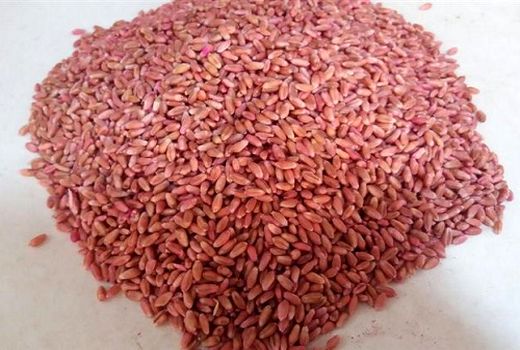 آغاز توزیع نهاده های کشت گندم در داراب 