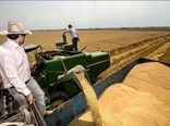 پیش بینی برداشت بیش از 30 هزار تن گندم