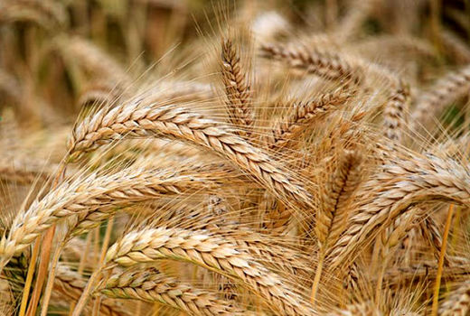حوادث طبیعی ۱۵۰ میلیارد ریال به مزارع گندم و جو یزد خسارت زد 