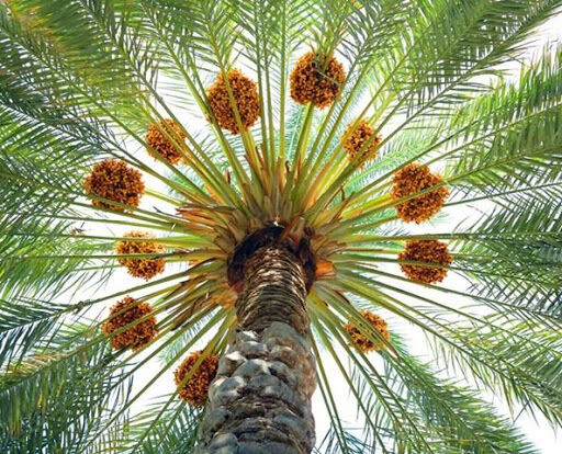 برداشت بیش از 75 هزار تن خرما از نخلستان‌های شهرستان بم