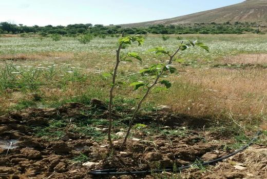 اجرای عملیات احداث توتستان در شهرستان فارسان