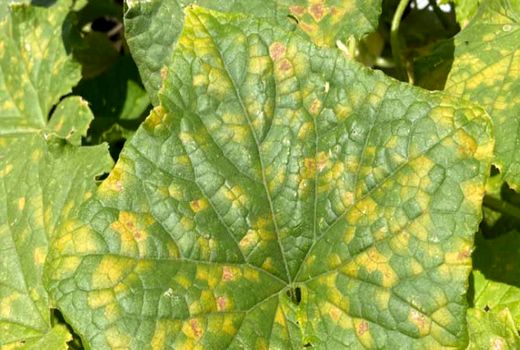 مبارزه با بیماری سفیدک دروغی سیب‌زمینی در سطح بیش از 17 هزار هکتار 