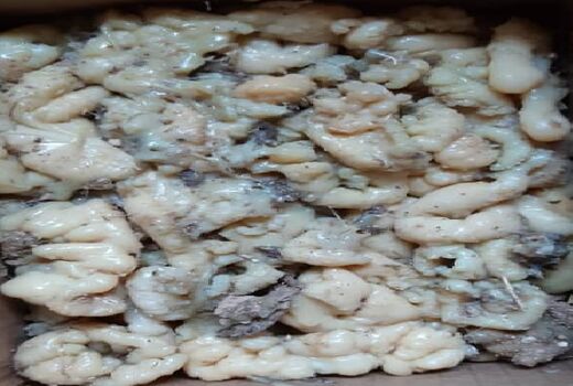 برداشت آنغوزه از مزارع دیم نی ریز آغاز شد 