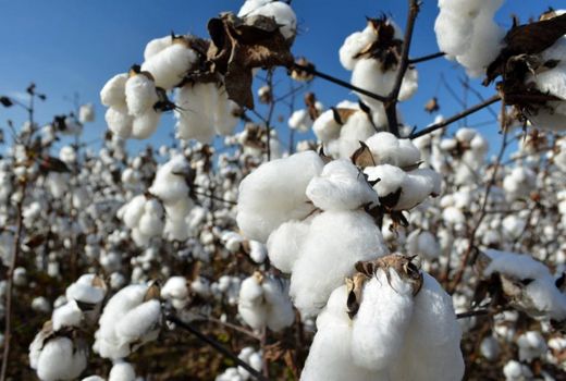 وزارت جهاد کشاورزی خواستار محدودیت واردات پنبه در زمان برداشت داخلی شد