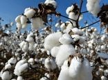 وزارت جهاد کشاورزی خواستار محدودیت واردات پنبه در زمان برداشت داخلی شد