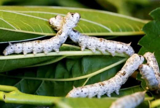  لزوم صنعتی سازی نوغان داری و ابریشم بافی در منطقه جرگلان