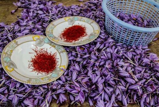استان اصفهان دارای رتبه چهارم کشوری در سطح زیر کشت زعفران است
