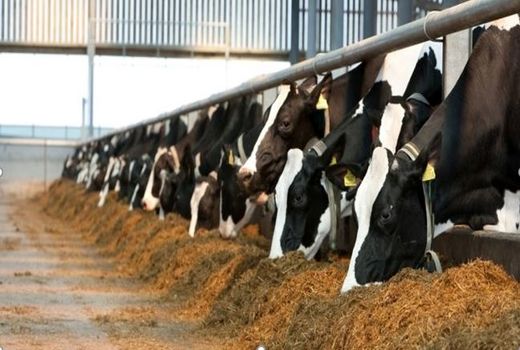 کارخانه بزرگ خوراک دام بجنورد در هفته دولت افتتاح می‌شود