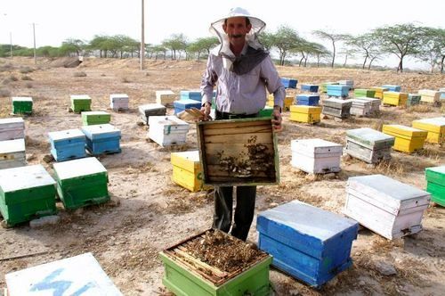 سرشماری زنبورستان ها امسال با همکاری تشکل ها و به صورت غیرحضوری انجام می شود