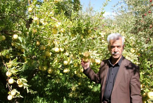 سالانه بیش از ۶۳ هزار تن سیب در استان لرستان تولید می‌شود