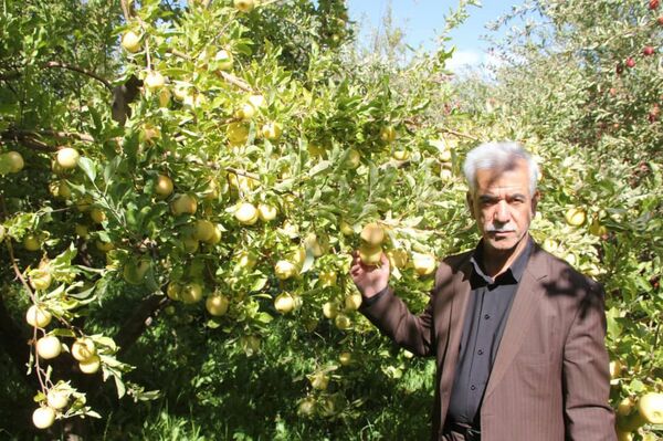 سالانه بیش از ۶۳ هزار تن سیب در استان لرستان تولید می‌شود