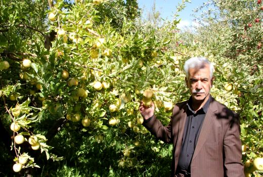 سالانه بیش از ۶۳ هزار تن سیب در استان لرستان تولید می‌شود