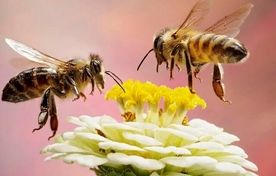 پروبیوتیک بومی زنبور؛ کاهش ۸۲ درصد بیماری نوزما