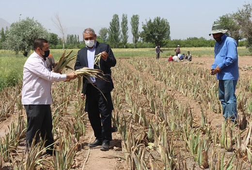 کشت آلوئه‌ورا در سطح یک هکتار در روستای فارفار شهرستان مرند