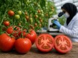 اصلاح گوجه‌فرنگی در دوراهی عملکرد و طعم