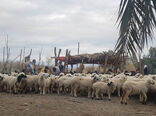 آغاز واکسیناسیون یک میلیون و ۲۰۰ هزار راس دام سبک در سیستان و بلوچستان