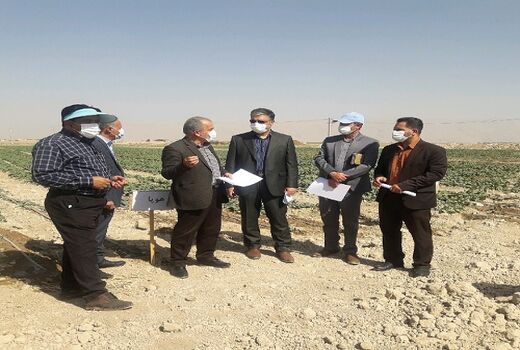 تلاش برای تکثیر ارقام هیبرید کلزا در داخل کشور