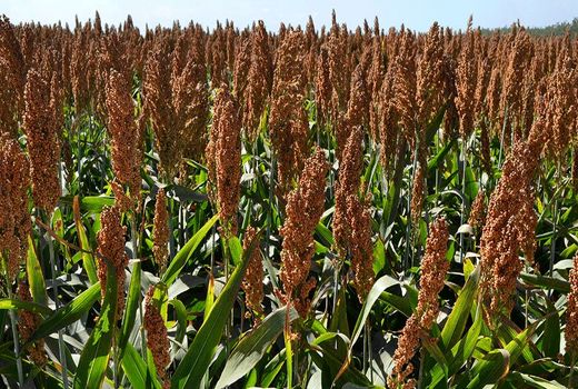 کشت سورگوم با میانگین عملکرد ۷۰ تن در هکتار