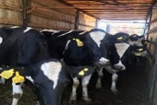 پلاک کوبی ۸۵ درصد دام های راز و جرگلان 