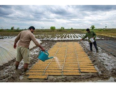 17 هزار هکتار شالیزار محمودآباد خزانه گیری شد/ 15 هزار هکتار آماده نشاکاری