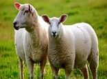 اجرای طرح سنتز نژادی در گله‌های دام سبک عشایر