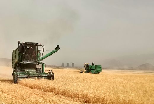 برداشت خوشه‌های طلایی از گندم‌زارهای کازرون