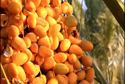 جلوه‌گری رنگ‌ها در سایه نخلستان خوروبیابانک