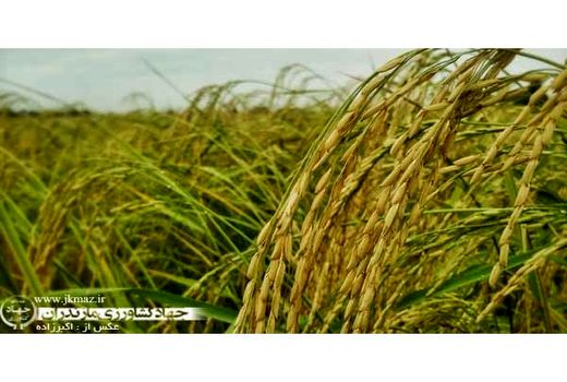 ظهور اولین خوشه برنج در شالیزارهای محمودآباد/ تولید 95 هزار تن شلتوک