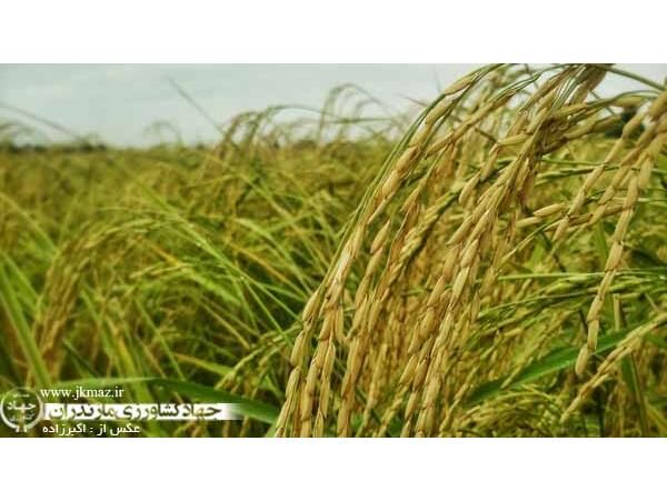 ظهور اولین خوشه برنج در شالیزارهای محمودآباد/ تولید 95 هزار تن شلتوک