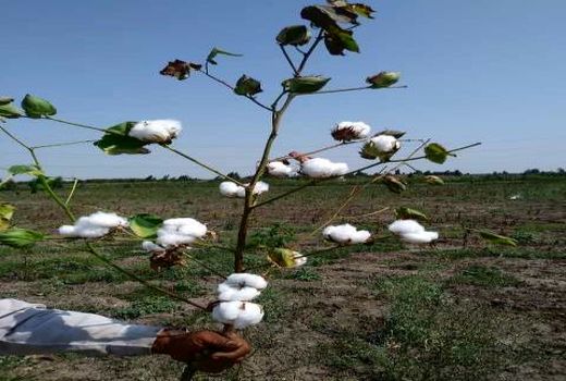 تولید 2 هزار تن پنبه در بهشهر