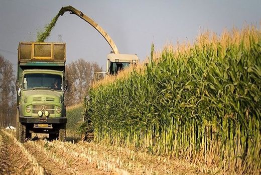 آغاز برداشت ذرت علوفه ای از اراضی کشاورزی شهرستان البرز