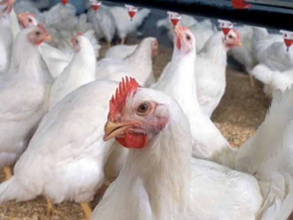 تولید سالانه 1750 تن گوشت مرغ در شهرستان نیر