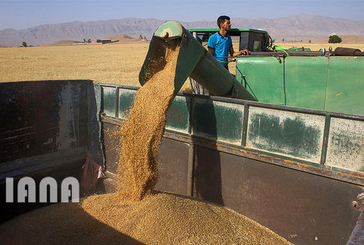 در پرداخت بهای گندم تحویلی کشاورزان مشکلی وجود ندارد