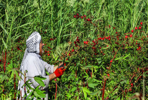 کشت 50 نوع گیاه دارویی با ارزش صادراتی در خوزستان