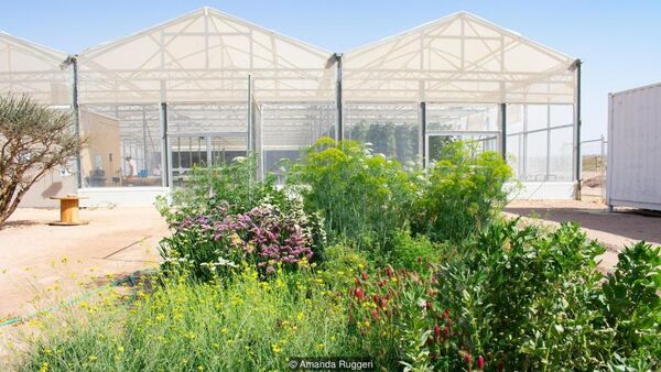 کشت مواد غذایی در بیابان 