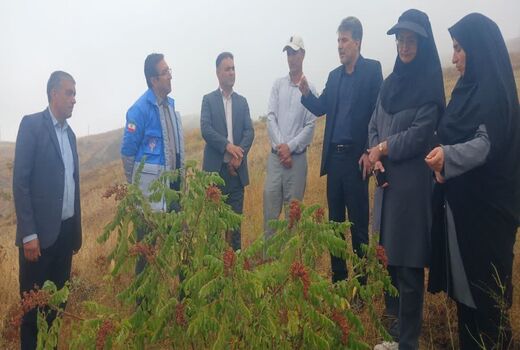 تاکید بر ایجاد صنایع فرآوری سماق برای تکمیل زنجیره ارزش و اشتغال پایدار