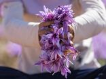 از طلوع سپیده دم تا تولید طلای سرخ