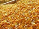 قارچ مشاهده شده در سیلوی اسدآباد سمی نیست
