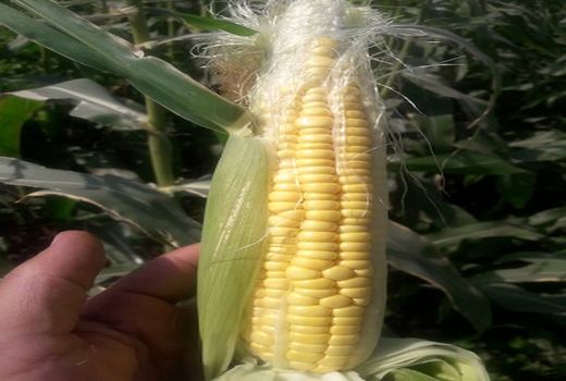 ۹۰۰ تن ذرت شیرین در مرودشت تولید شد