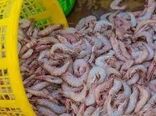 استفاده از شرکت‌های دانش‌بنیان جهت ارتقای بهره‌وری مزارع پرورش میگو