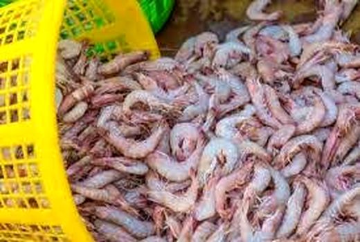 استفاده از شرکت‌های دانش‌بنیان جهت ارتقای بهره‌وری مزارع پرورش میگو