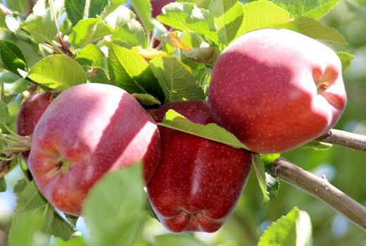 آغاز برداشت متفاوت ترین وخوش عطرترین  سیب آذربایجان شرقی از باغات شهر زنوز