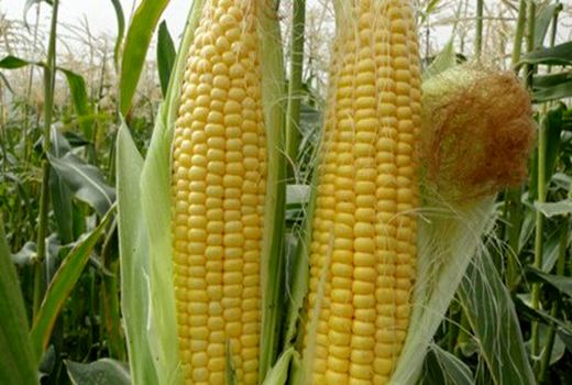 سه هزار تن ذرت شیرین در استان قزوین تولید شده است