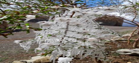 سرمازدگی باغات بادام در شهرستان نایین
